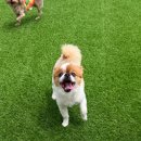 반려견 돌봄센터 일구삼 | 헬로우버디 홍대점 다녀왔어요! 성향 맞춤 교육 마포애견유치원애견미용 솔직 후기