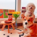 (주)펫클럽(강화점) | 펫클럽 벨버드 오메가3 황태트릿 연어맛