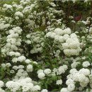 밥풀떼기 이미지