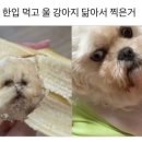 울집 강아지 바나나 닮았...바나나가 울집 강아지를 닮았어? 이미지