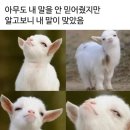 에코채널