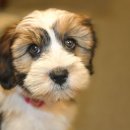 황제라사 이미지