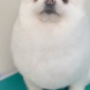 포시즌 동물병원 이미지