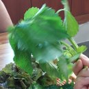 더봉장어 무한리필 이미지