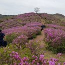 황매산 철쭉 개화 현황(5.5) 이미지