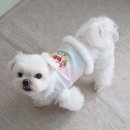 하루꼬까