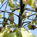 과천의 한국동박새(Chestnut-flanked White-eye) 이미지