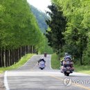 진안 메타세쿼이아길 이미지