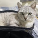 은비캔넬 | [후기🌟] 냥댕냥댕 고양이 백팩 리뷰