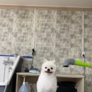 개털깎는마리오 이미지