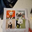 놀러오개 애견유치원 애견호텔(화성 병점진안점) | 병점 강아지유치원, 애견유치원추천 "놀러오개 병점진안점"