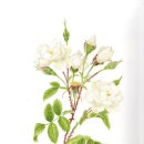 봄맞이 꽃그림 보태니컬 아트 이미지