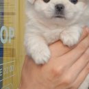 멍샵 강아지분양 인천본점 이미지