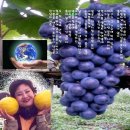 포도송이 이미지