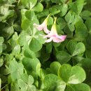 사라안경 이미지