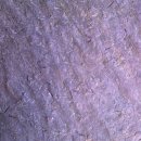 함안 용산리 함안층 새발자국화석 산지 이미지