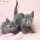 루이앤독스 이미지