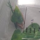 도마바얌 네이버블로그