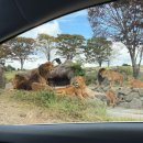 아프리칸아트 | 후쿠오카 벳부 아프리칸 사파리 렌트카 투어 - 왜 이게 벳부 필수코스인지 알게됨 너무 좋았음!