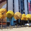 원도심 은행나무 이미지