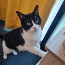 함께냥 대전점 | 대전 고양이 미용&amp;호텔 함께냥 대전점"쿠폰 회원의 미용&amp;호텔"