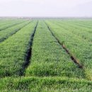 고능말로 이미지