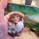 미니펫스토리 이미지