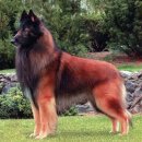 애견백과 - 벨지안 쉽도그 터뷰렌 (Belgian Sheepdog Tervuren) 이미지