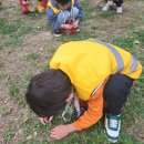 24.04.15 대천공원 유아숲체험 네잎클로버 찾기 이미지