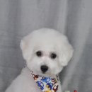 조아펫살롱 이미지