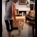 나는댕댕이다 이미지