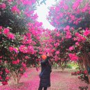 제주허브동산 | 제주 허브동산 동백꽃 명소 후기 | 겨울 제주 여행 필수 코스