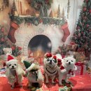 힐링애견 | 파주 애견카페 힐링 그라운드 후기｜넓은 공간에서 편하게 쉬다 왔어요 /초록매실이의 선택