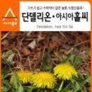 민들레의 효능 및 재배방법 / 먹는방법 이미지