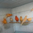 카나리아 이미지