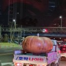 호박나이트 이미지