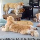 짱구애견하우스 이미지