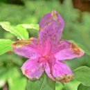 개나리공원 이미지