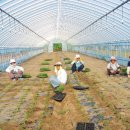 공동농장 이미지