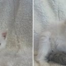 도그마루 강아지고양이 일산점 이미지