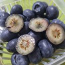 달아서 쳐다도 안 봤는데…&#34; 의외로 혈당 낮춘다는 &#39;한국 과일&#39; 이미지