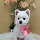몽플러피 이미지