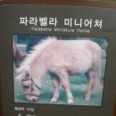 파라벨라 이미지