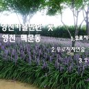 우로지 자연숲 황토길 | 영천 맥문동 지금 넘 이쁜 보라빛 꽃길 영천 가볼만한곳