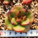 아도라블 이미지