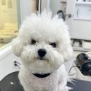 포실하개 이미지