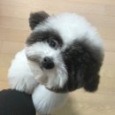 트리몽 이미지