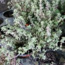 계룡네거리 이미지