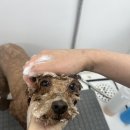 마이뷰티독 이미지