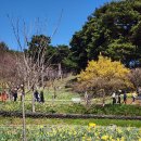 오마니덕 | 서산 아기랑 가볼만한 곳 유기방가옥 수선화 축제 개화현황